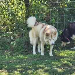 Alaskan Malamute puppies from River Bend Malamutes