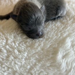 Blue - Blue male Pomeranian puppy in El Sobrante, California from Little Lovers Kennels, LLC