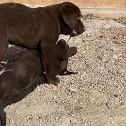 Labrador Retriever Puppies from Labrador emPAWrium