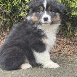 BTF3 - Black tri-color female Australian Shepherd puppy in Chehalis, Washington from Wandering Acres Ranch