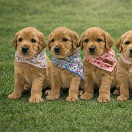 Golden Retriever Puppies from Sydney’s Goldens