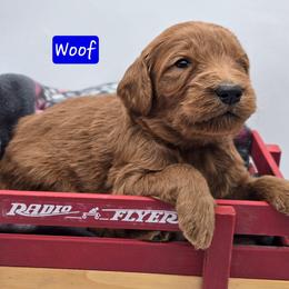 Woof - Red  male Goldendoodle puppy in Neillsville, Wisconsin from Granton Creek