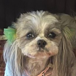 Shih Tzus from Castro Shih Tzu