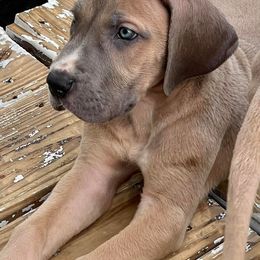 Great Dane Puppies from Reagan’s Danes
