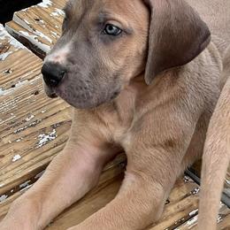 Great Dane Puppies from Reagan’s Danes