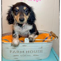 Zika - Piebald female Dachshund puppy in Cincinnati, Ohio from Caines Dachshund Farm