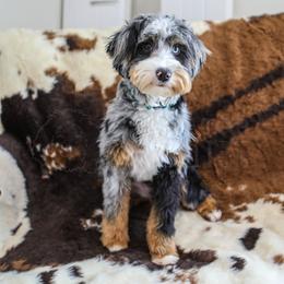 Assorted Doodle Crosses, Aussiedoodle, Bernedoodle, Cavapoo, Goldendoodle, and Miniature Australian Shepherd Puppies from Happy Top Doodles