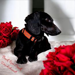 Ruger - Dachshund
