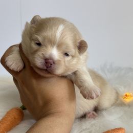 AKC Nila - Cream parti Pomeranian puppy in Stockton, California from lunas_poms