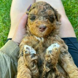 Tiana - Red merle female Aussiedoodle puppy in Upper Lake, California from Redwood Aussiedoodles