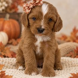 Millie - Red female Cavapoo puppy in Theodore, Alabama from Horton & Co. Cavapoos