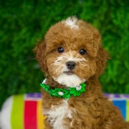 Robin - Parti female Goldendoodle puppy in Brandon, Florida from Murphys Doodles