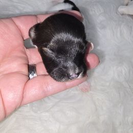 Brandy - Red white and sable female Papillon puppy in Hollister, Missouri from Swan Creek Kennel