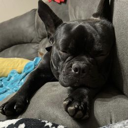 Boston Terriers and French Bulldogs from Pickarts Pups Frenchton and Boston Terrier