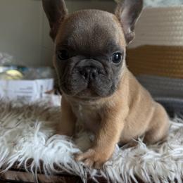 Blue fawn small girl - Blue fawn female French Bulldog puppy in Capac, Michigan from Puddles Palace Puppies