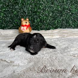 Brown boy - Black male Bernedoodle puppy in Modesto, California from Two Doods Doodles