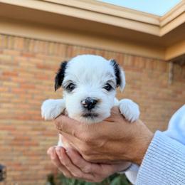 Spot  (Boy 3) - Black tan and white male Biewer Terrier puppy in Las Cruces, New Mexico from De La Rosa Biewers