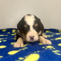 Sophie's Boy 2 - Tri-color male Bernedoodle puppy in Russiaville, Indiana from Pleasant Creek Minibernedoodles