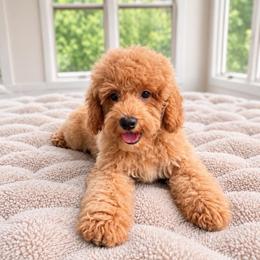Pearl - Cream female Goldendoodle puppy in North Royalton, Ohio from Johnson's Doodles
