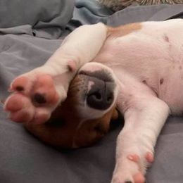 Russell Terriers from Dean's Pups