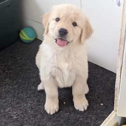 Golden Retriever Puppies from Sandy's Golden Pups