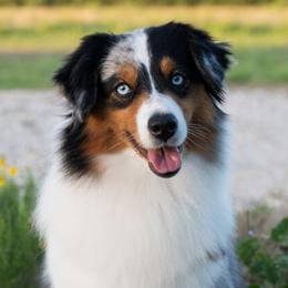 Aria - Miniature American Shepherd