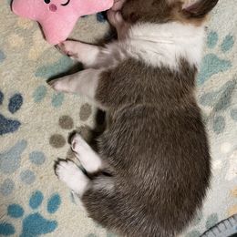 Cardigan Welsh Corgi and Pembroke Welsh Corgi Puppies from Veyron Cardigan and Pembroke Welsh Corgis