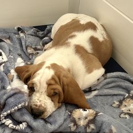 Boy 1 - Red and white Basset Hound puppy in Gilbert, Arizona from Redhead Hounds