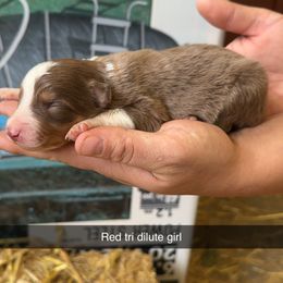 Red tri dilute girl - Black and white female Border Collie puppy in Grapeview, Washington from Athena’s Collies
