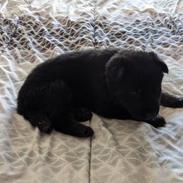 Pink - Black female German Shepherd puppy in Luna, New Mexico from Von De León German Shepherds