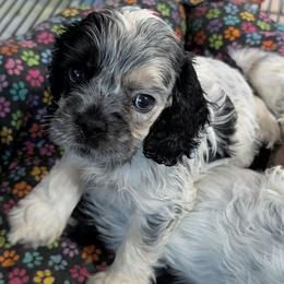 Bingo - Blue roan and tan male Cocker Spaniel puppy in Hernando, Florida from Blackwater Kennel