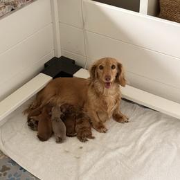 Miss Justice - Chocolate and tan female Dachshund puppy in Austin, Texas from Duchess Daphne's Doxie Empire