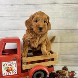 Guardian Home Only - Red  female Goldendoodle puppy in Haltom City, Texas from Ohana Doodles