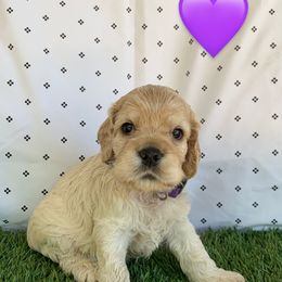 Girl 1 - Buff Cocker Spaniel puppy in Shingle Springs, California from California Spaniels