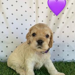 Girl 1 - Buff Cocker Spaniel puppy in Shingle Springs, California from California Spaniels