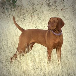 Vizsla All Grown Up from Wasatch Mountain Vizslas