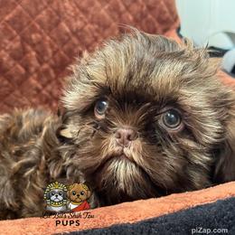 Jude - Chocolate male Shih Tzu puppy in Walkertown, North Carolina from Lil’ Bit’s Shih Tzu