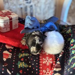 Boy 2 - Black and tan male Corgipoo puppy in Junction, Utah from Sugar Doodles