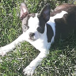 Boston Terriers from Terri's Boston Terriers