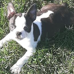 Boston Terriers from Terri's Boston Terriers