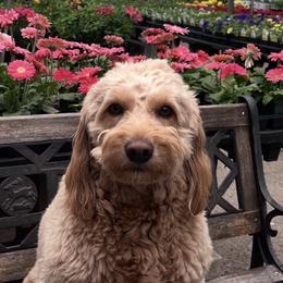 Goldendoodles from Juney Bear Doodles