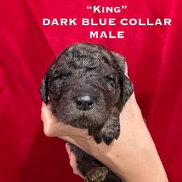 King - Phantom male Poodle puppy in St. Johnsbury, Vermont from Poodles of the Northern Woods