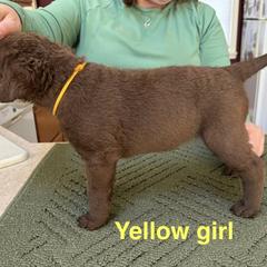 Chesapeake Bay Retriever Puppies from Marshpoint Gun Dogs