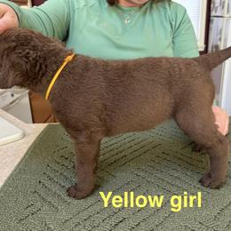 Chesapeake Bay Retriever Puppies from Marshpoint Gun Dogs