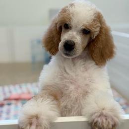 Pearl - Parti female Poodle puppy in Bellville, Ohio from Cedar Ridge Standard Poodles