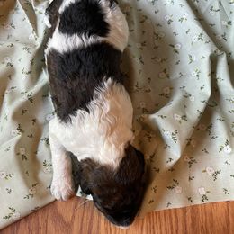 Poodle Puppies from Foxfire Hollow Standard Poodles