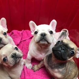 French Bulldog and Rottweiler Puppies from Starkhaus Rottweilers