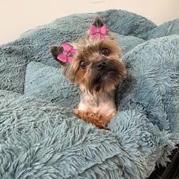 Rosie - Black and tan female Yorkshire Terrier puppy in Georgia from Nalley Kennels