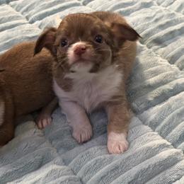 Rusty 4,100 - Fawn and white male Chihuahua puppy in Summerfield, Florida from Uey’s Chihuahuas