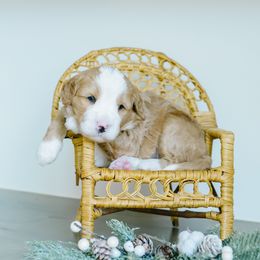 Aurora - Red female Bernedoodle puppy in Spanish Fork, Utah from K Brand Doodles